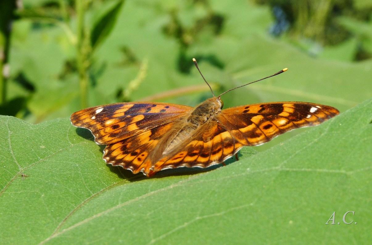 farfalla  maschio Apatura